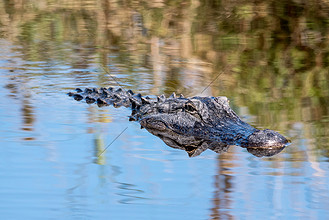 法国游泳选手优异表现令人惊叹 法国游泳选手优异表现令人惊叹