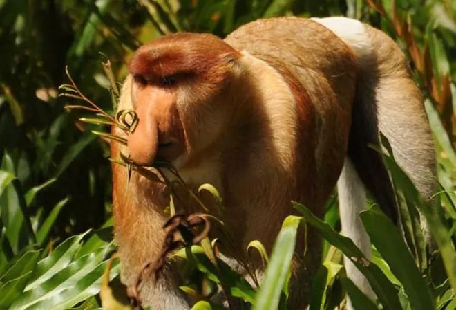 胡志明城队员复出比赛，状态燃烧